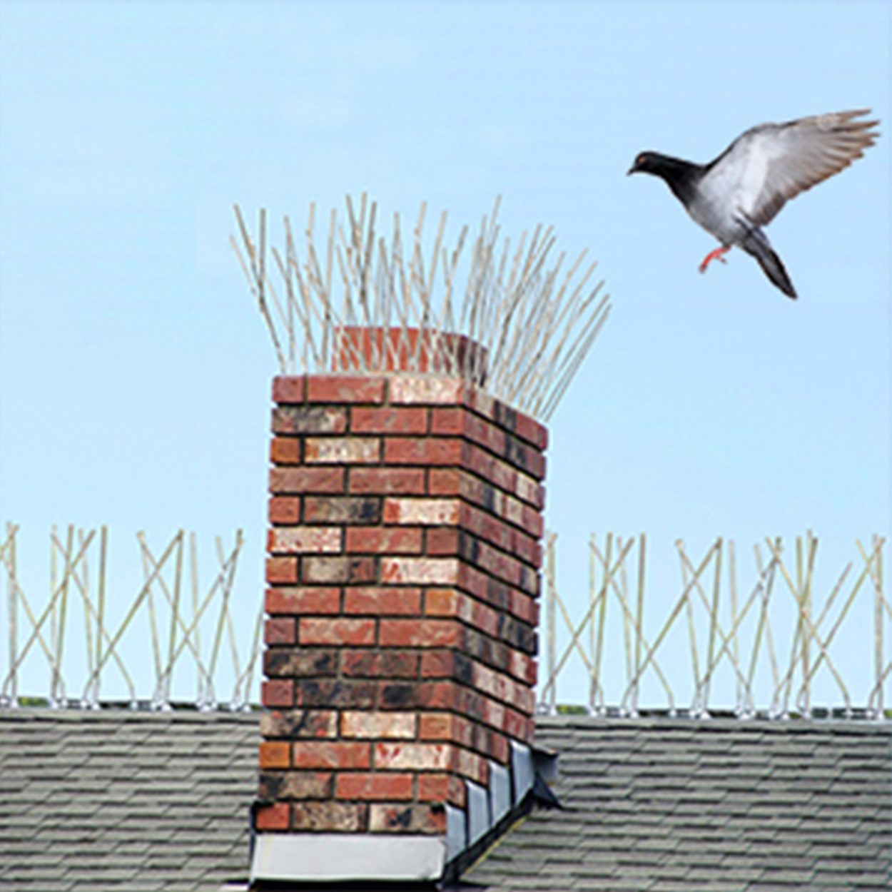bird spikes for pigeons