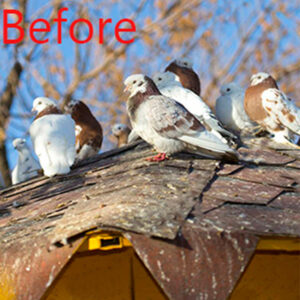 where installed bird spikes