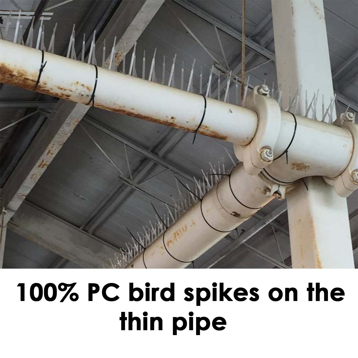 100% PC bird spikes on the thin pipe