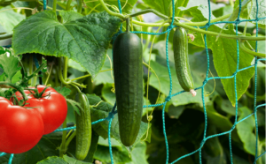 Trellis Netting is ideal for either home gardeners or commercial growers