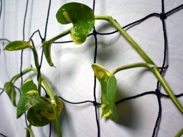 trellis net for climbing plants plant trellis net
